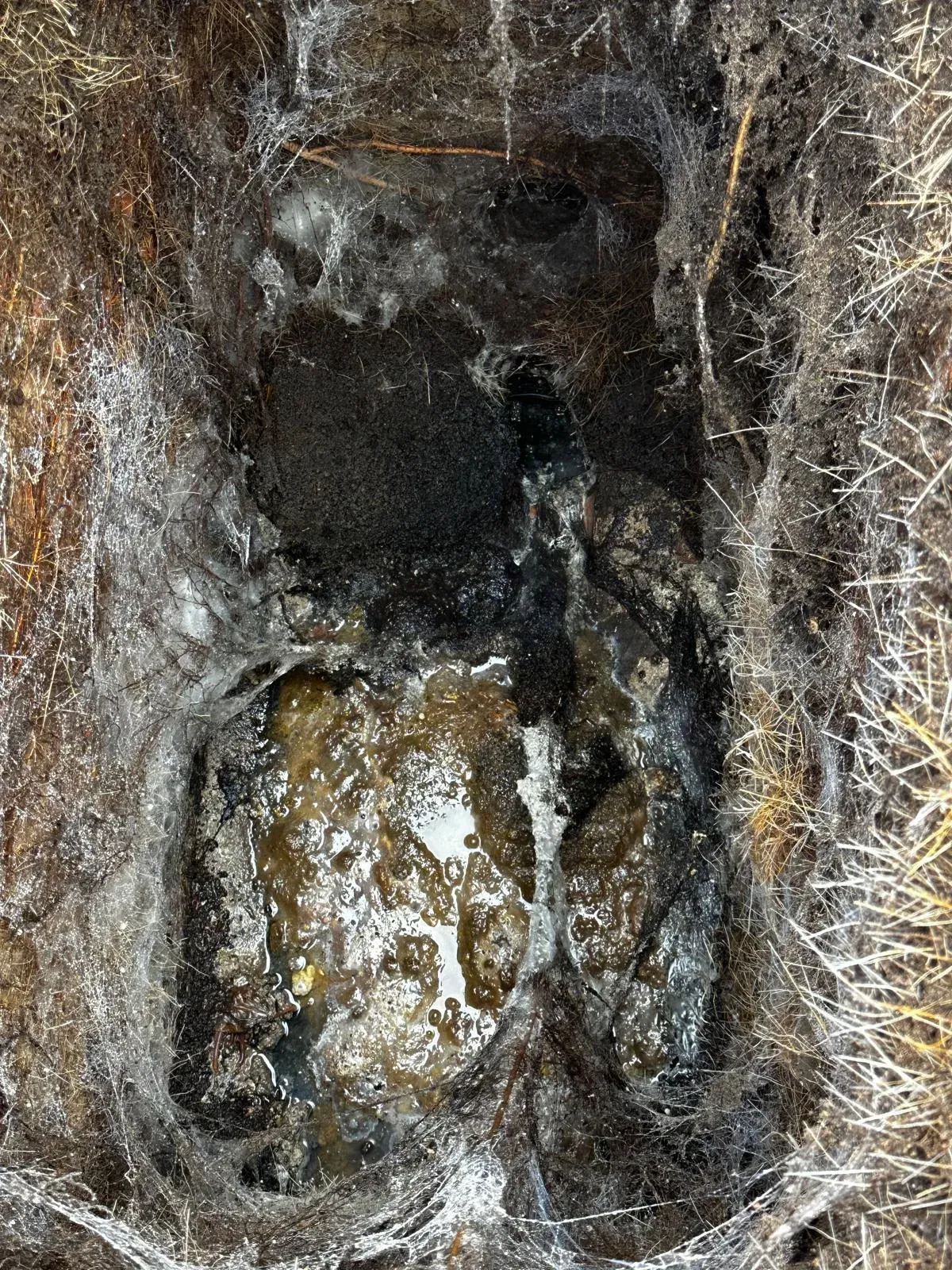 A severely blocked drain or gully with murky water and tangled roots or fibrous material.