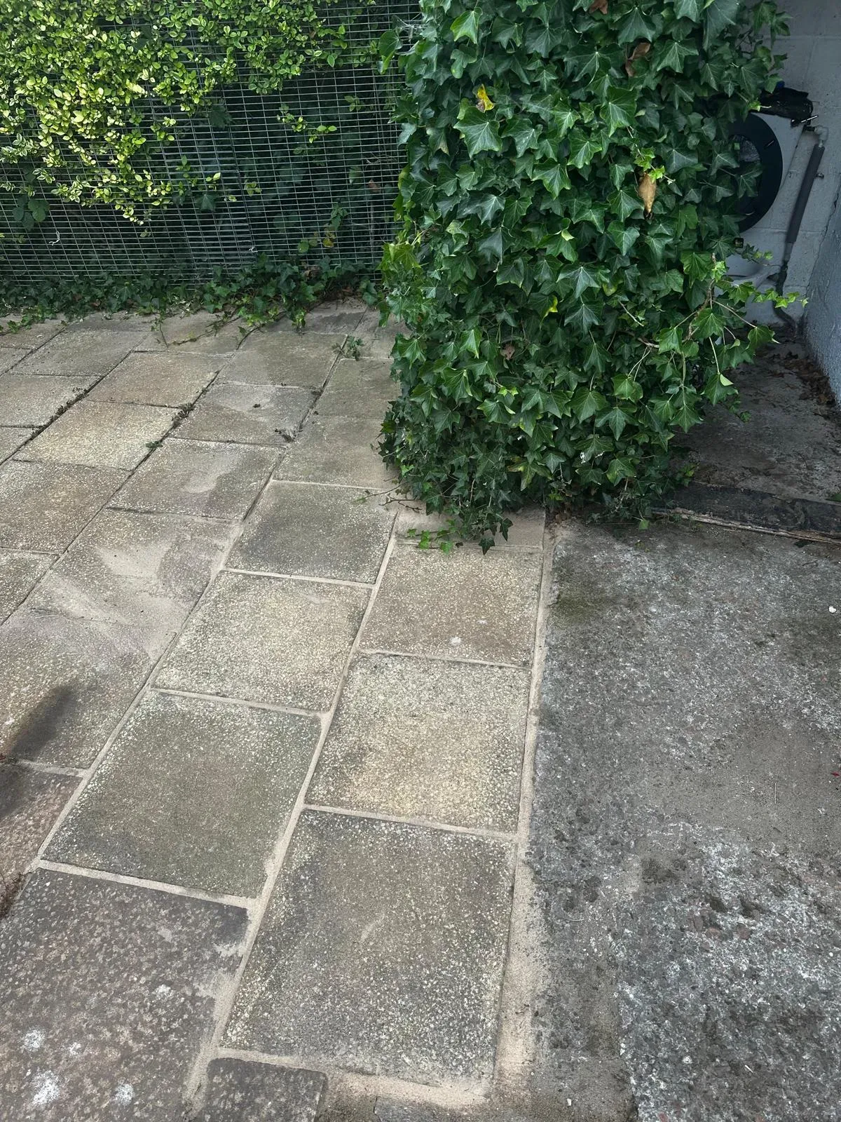 Paved garden area with ivy, a potential source of drain root intrusion.